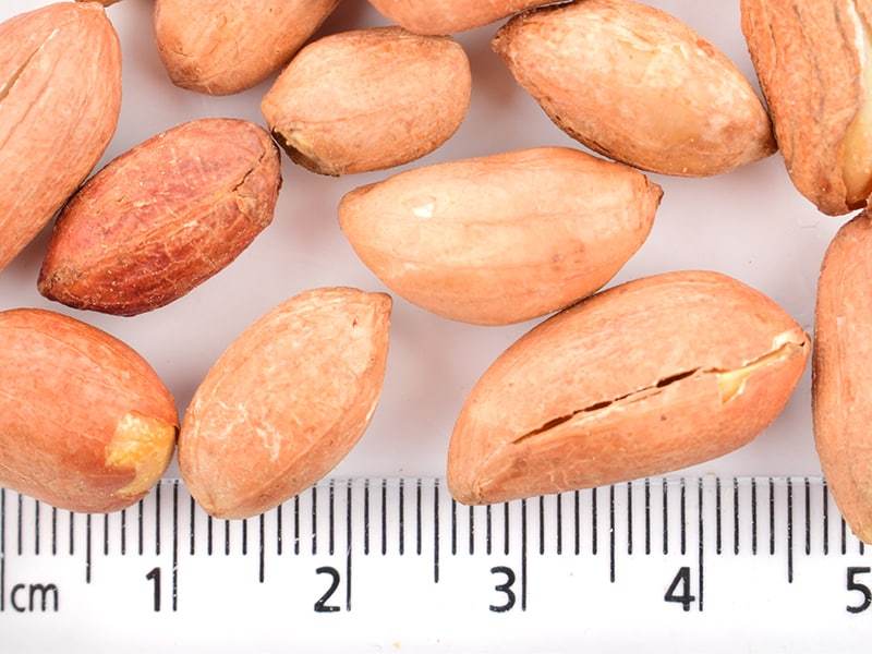 Çiğ Yer Fıstığı İçi