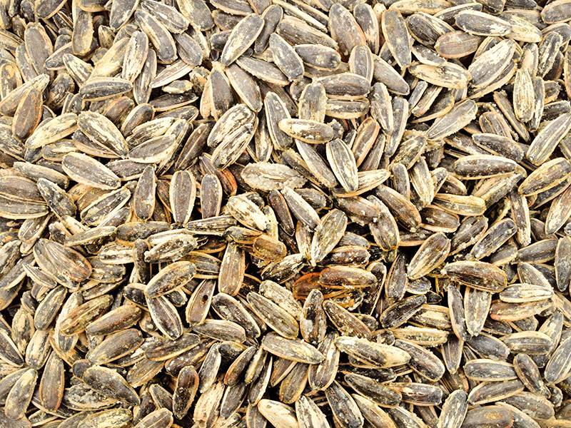 Siyah Dakota Çekirdek Tuzlu