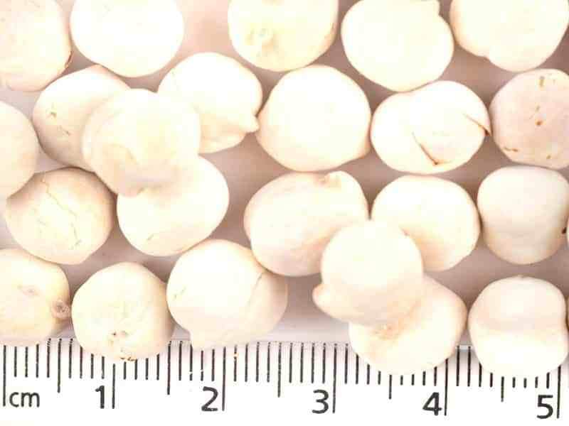 Beyaz Sakız Leblebi