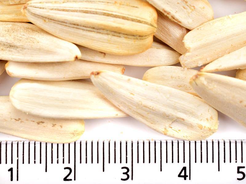 Ay Çekirdeği Tuzlu