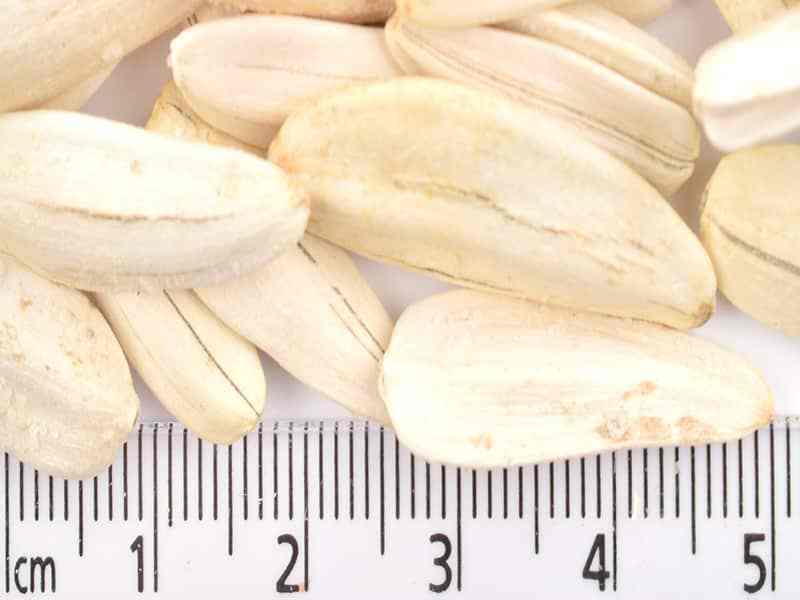 Ay Çekirdeği Tuzsuz