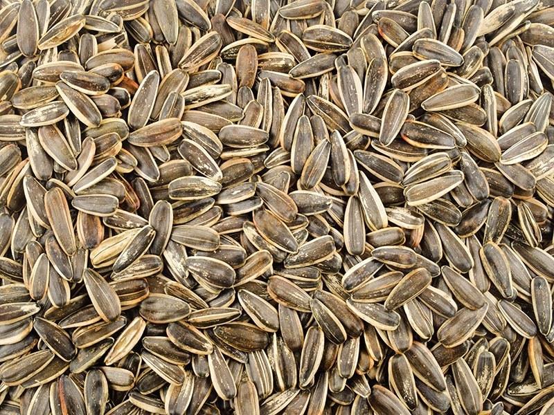 Siyah Dakota Çekirdek Tuzsuz